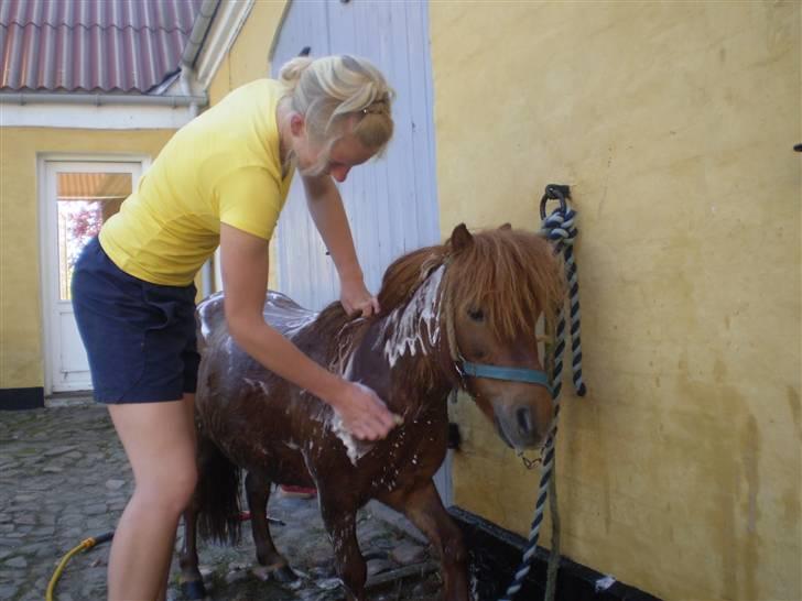 Shetlænder Oline - blev lige vasket billede 6