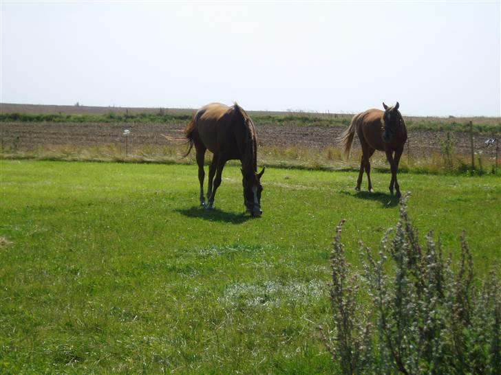 Arabisk fuldblod (OX) Midnight billede 8