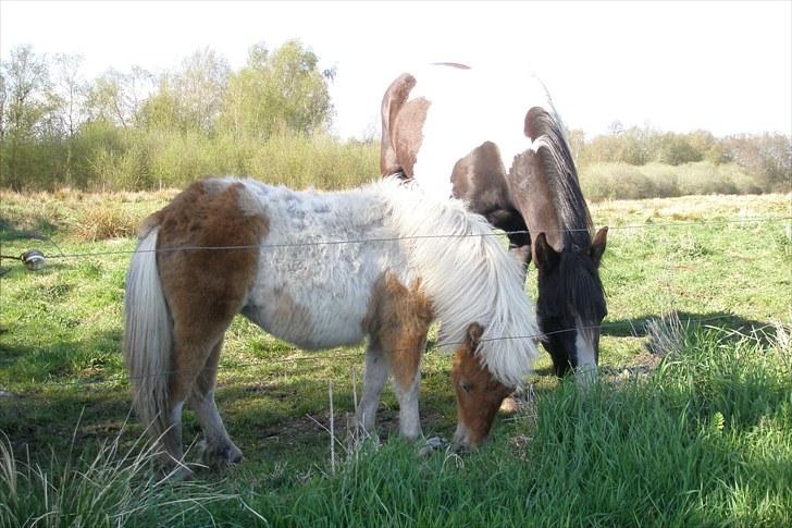 Barockpinto Jimbalaya af Bjørholm - 4/5-10 Hontas og Laya har noget helt specielt sammen, sjovt at se med den store størrelsesforskel billede 8