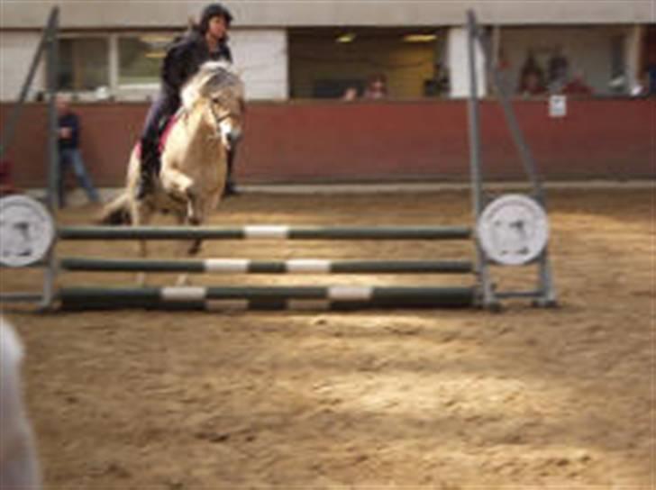 Fjordhest Søs billede 8