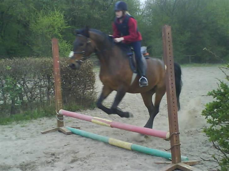 Anden særlig race Chaplin (SOLGT) billede 8