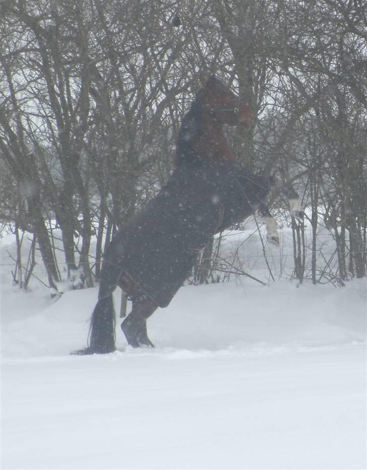 Traver - Paschal Å - 1; Velkommen til Paschas´s profil :D .. I sneen d. 7 januar 2010 | foto: mig :). billede 1