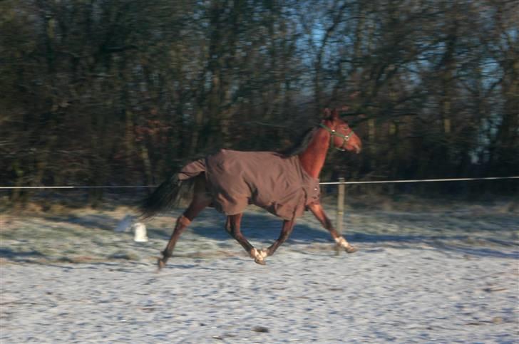 Traver - Paschal Å - 2; evt. travhest? :o) billede 2