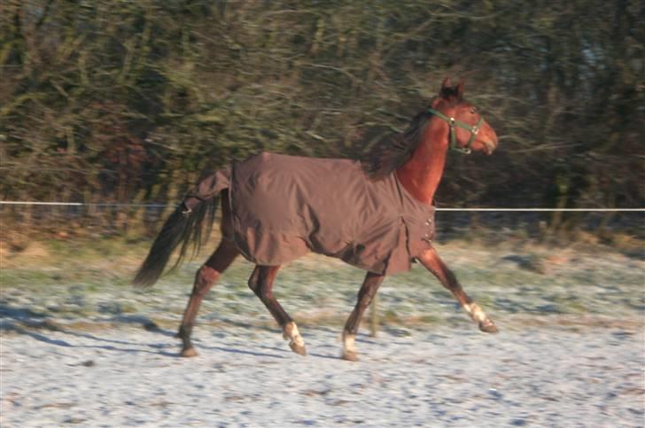 Traver - Paschal Å - 3; Han bliver en stjerne, som sin bror :D billede 3