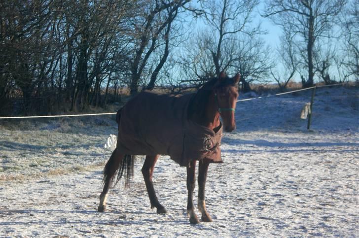 Traver - Paschal Å - 4; Han er så dejlig! <3 billede 4