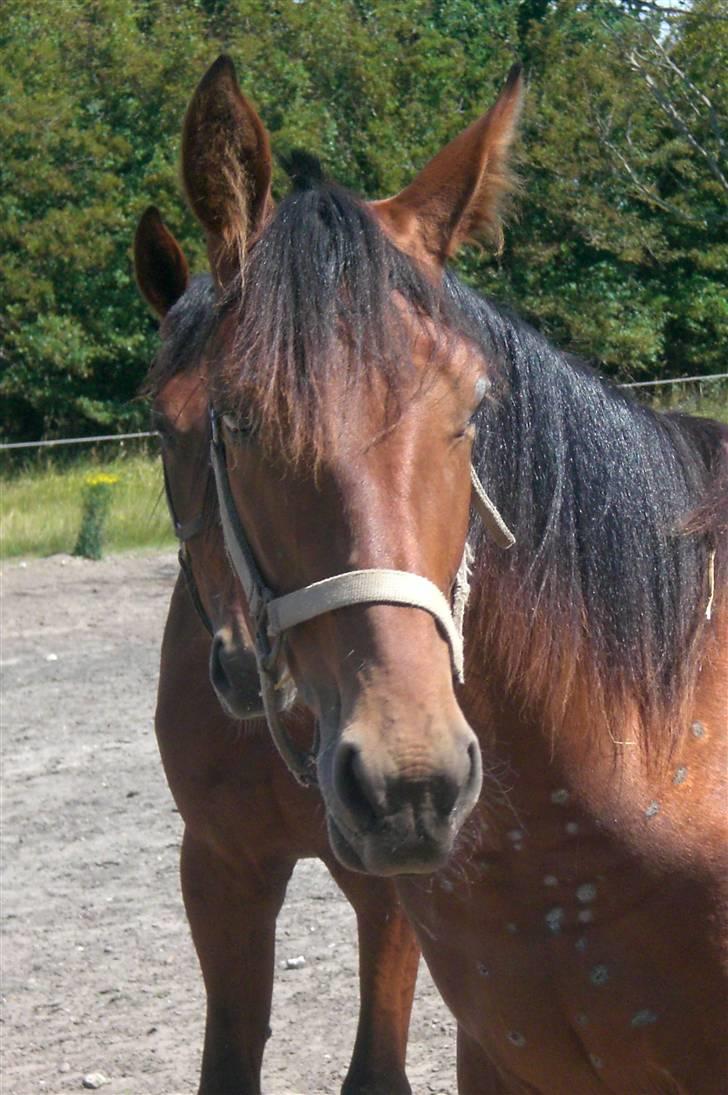 Traver - Paschal Å - 5; Hej med dig xD. billede 5