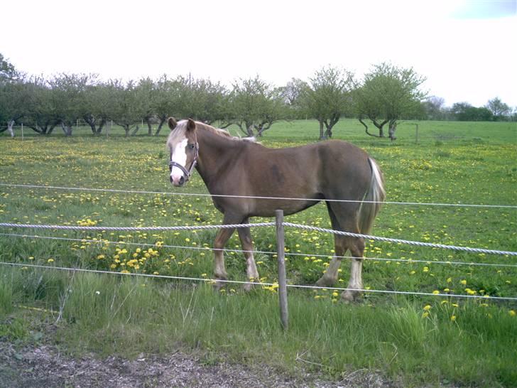 Welsh Pony (sec B) Miss Bailey - Bailey sommeren 2007 billede 17