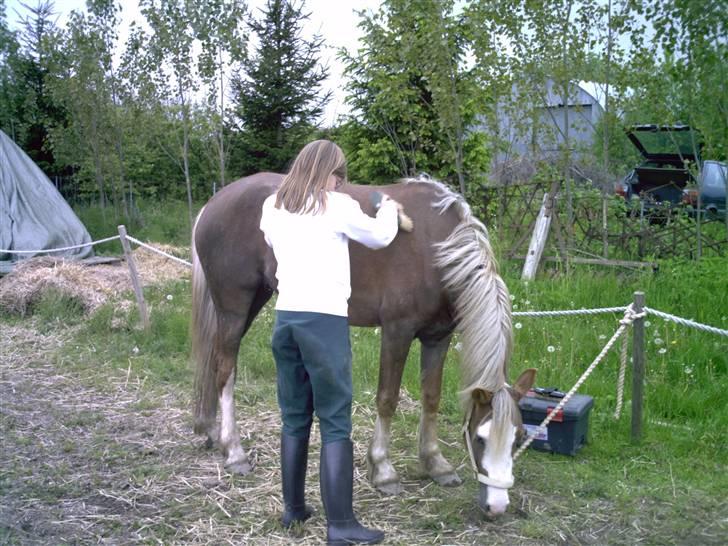 Welsh Pony (sec B) Miss Bailey - Bailey og Rebekka 2006, Rebekka har rdeet Bailey nogle gange. Det gik rigtig godt:o) billede 18