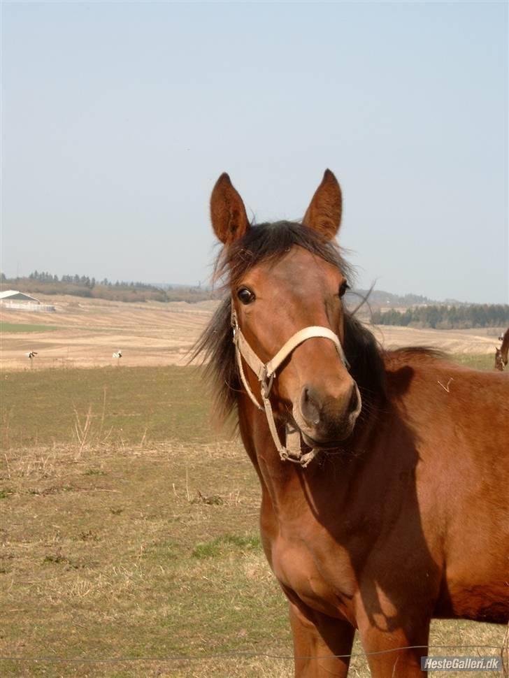 Traver - Paschal Å - 6; Paschal da han var lille :b billede 6