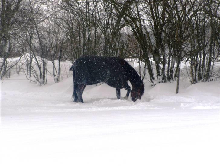 Traver - Paschal Å - 7; I sneen d. 7 januar 2010 | foto: mig :). billede 7