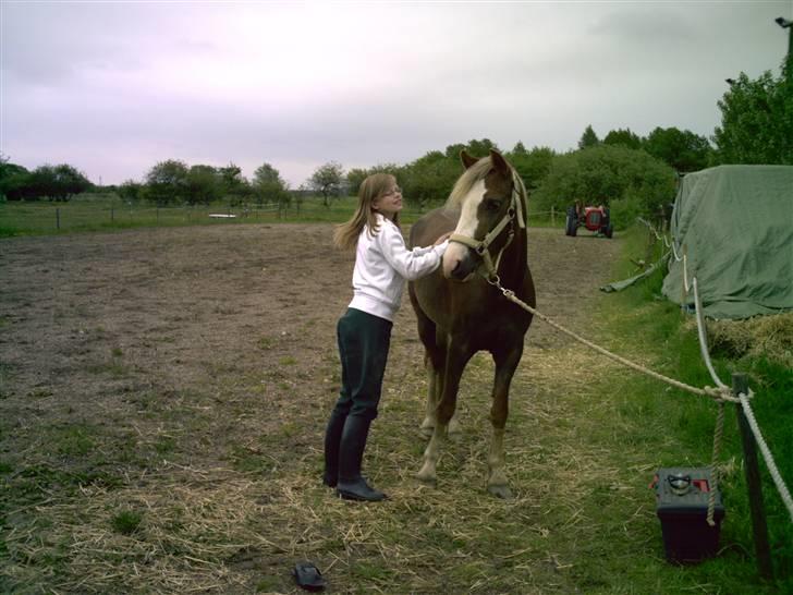Welsh Pony (sec B) Miss Bailey - Fra 2006 De passer hinanden rigtig godt både i størrelsen og  temperament. Rebekka rider desværre ikke Bailey mere! billede 19