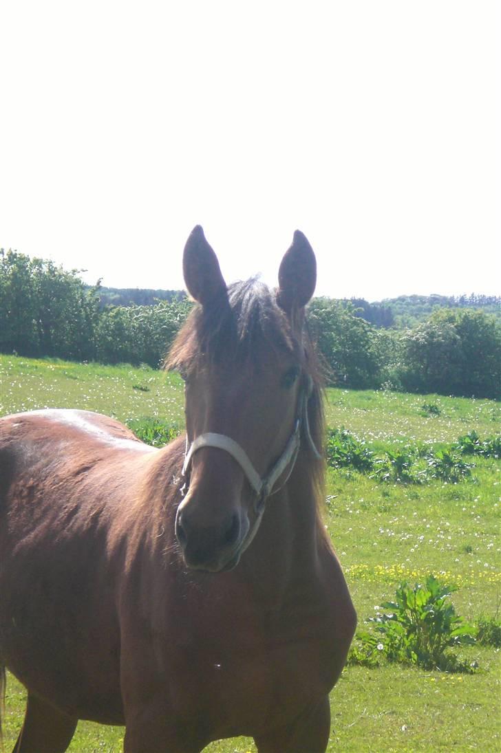 Traver - Paschal Å - 8; Heeeeej med dig 8). billede 8