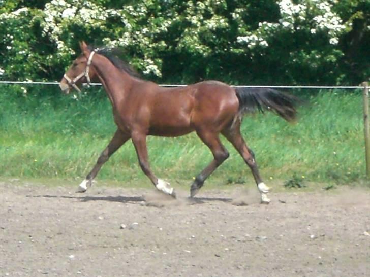 Traver - Paschal Å - 10; en lille hest, men en stor gang! o; billede 10