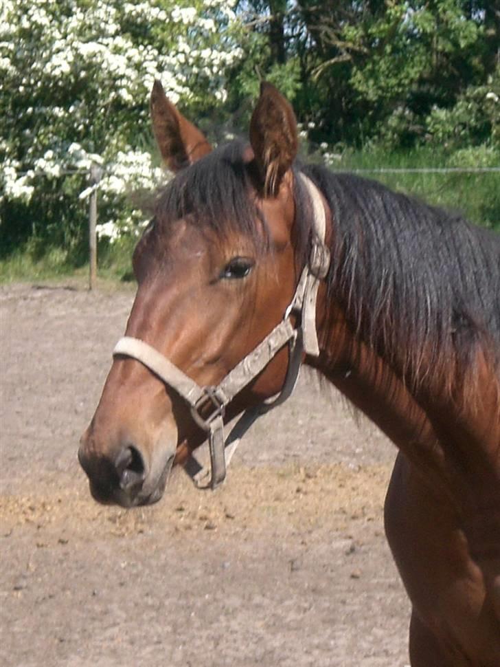 Traver - Paschal Å - 11; Fordi han bare er dejlig <3 billede 11