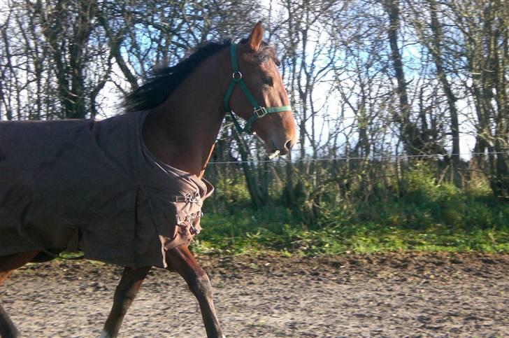 Traver - Paschal Å - 12; haha, du kan ikke fange pinden xD billede 12