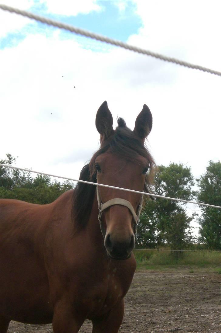 Traver - Paschal Å - 13; Er jeg ikke sej?8D. billede 13