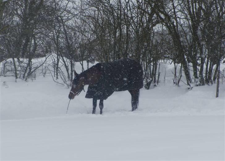 Traver - Paschal Å - 14; I sneen d. 7 januar 2010 | foto: mig :). billede 14