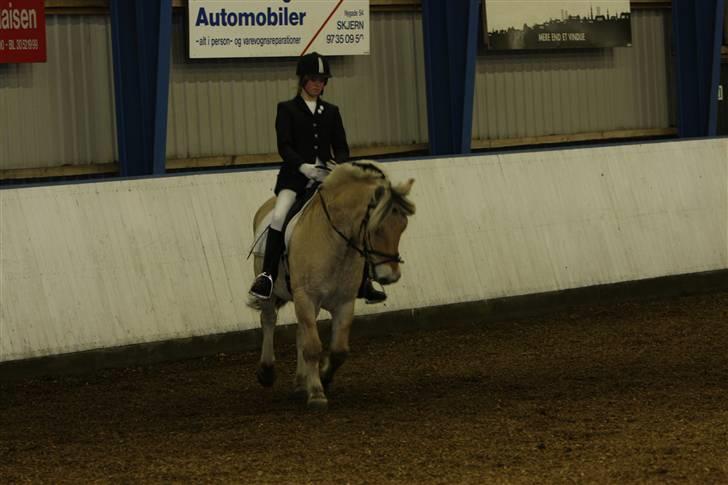 Fjordhest Bosse  - LC2. billede 9