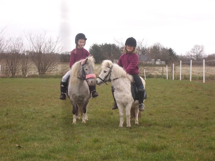 Shetlænder Rosalil  solgt ): - til ponygames stævne med vores bedste veninder jeanette og Jubine <3 billede 19