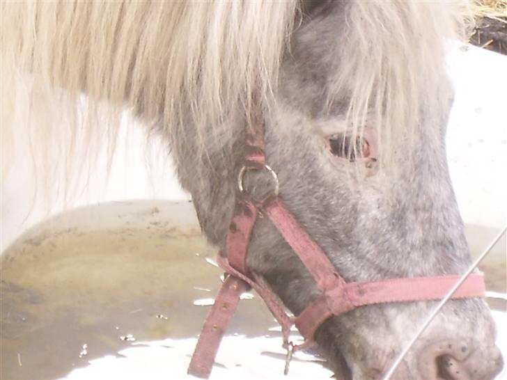 Shetlænder Rosalil  solgt ): - dejligt med noget vand :) billede 20