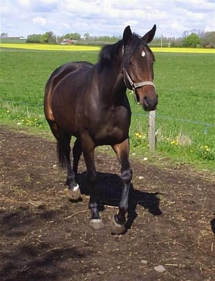 Dansk Varmblod Walodias Hope - Smukke Hopeski :) billede 6