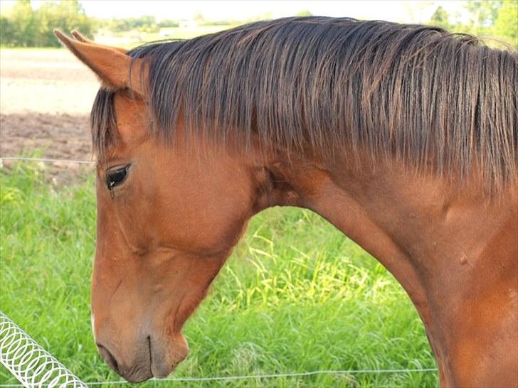 Dansk Varmblod Starlights Yasmin - Smukke himmelhest billede 19