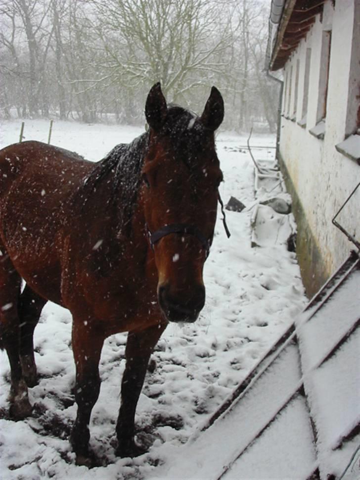 Dansk Varmblod Rona [R.I.P] - Stakkels Rona gad ikke være ude i sneen! billede 19