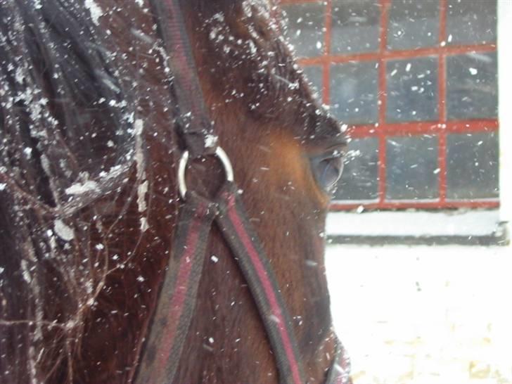 Fuldblod (XX) Star Light [R.I.P] - Øje i sneen billede 6