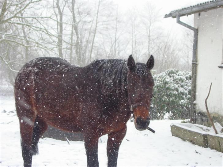 Fuldblod (XX) Star Light [R.I.P] - Sneeee billede 7