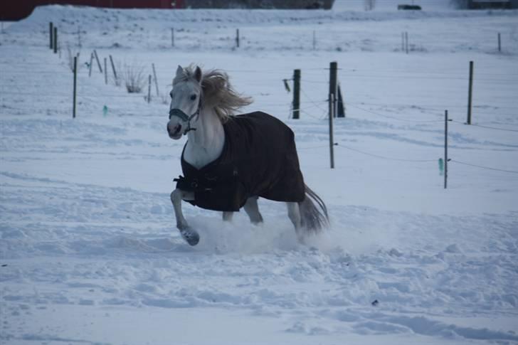Anden særlig race Asgogårds Dusty SOLGT RIP - ponyen i sneen ;b foto Alexandra (: billede 10