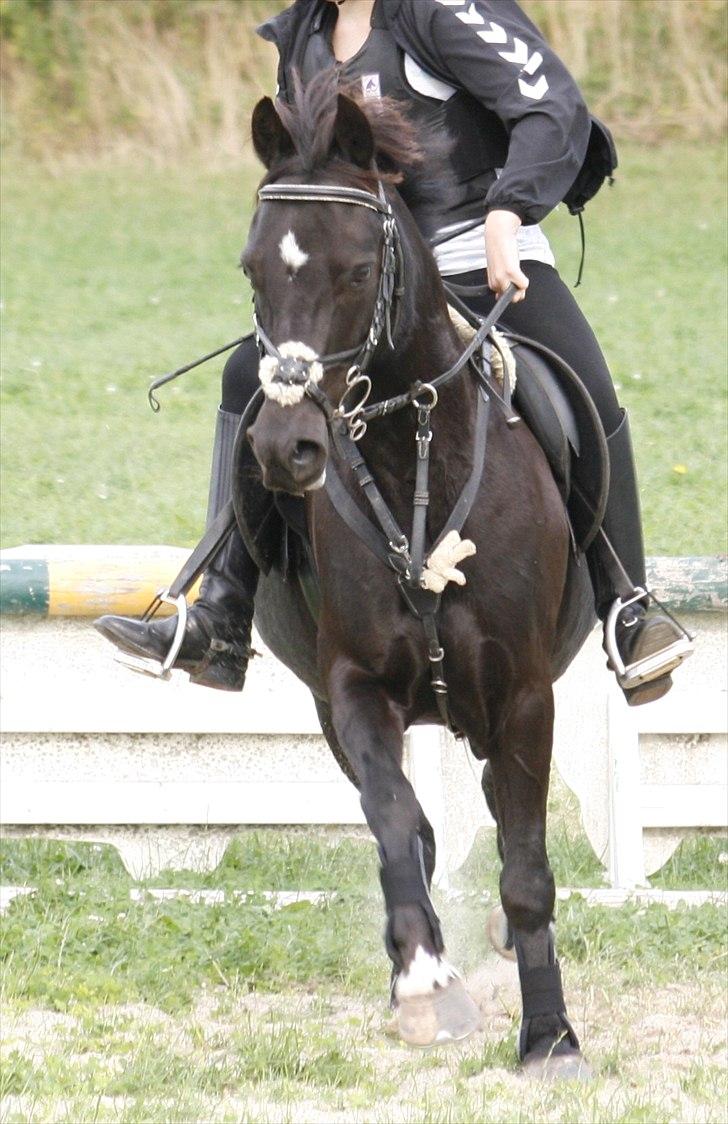 Anden særlig race Emil *SØSTERS* - Sommer 2009 billede 7