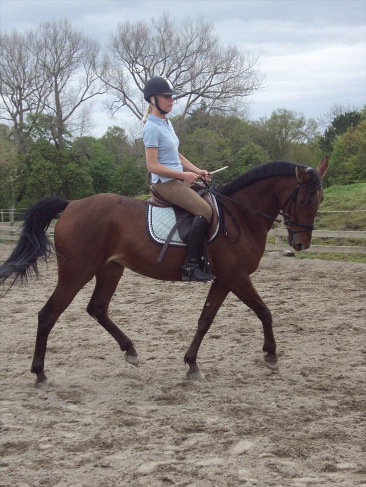 Traver Lady vangsgaard Solgt. - > I <3 Lady < freja og lady billede 15