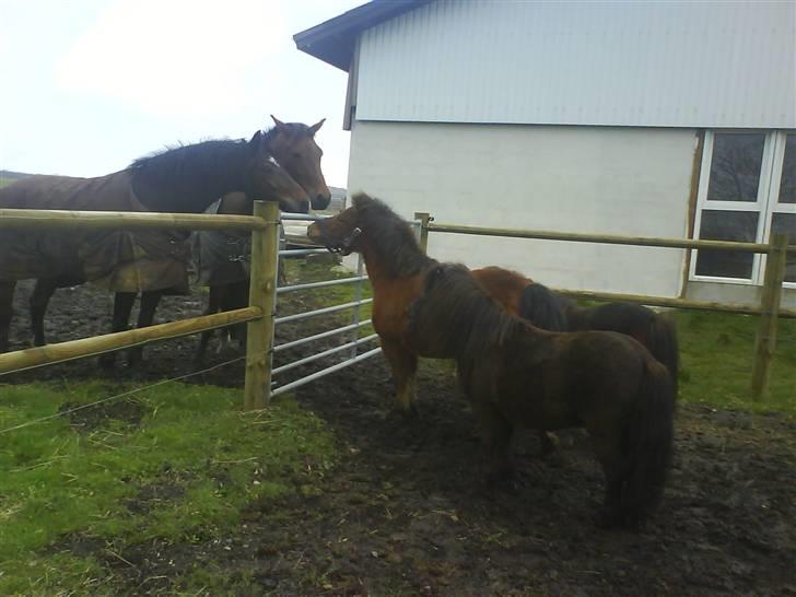 Anden særlig race Max SOLGT - Max på fold for første gang hjemme hos os, sammen med Bam & Oliver :) billede 3