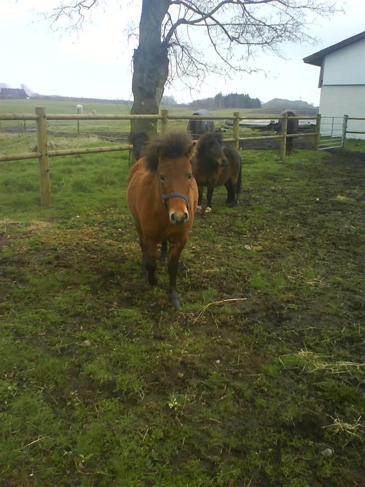 Anden særlig race Max SOLGT - Max på fold for første gang hjemme hos os, sammen med Bam & Oliver :) billede 5