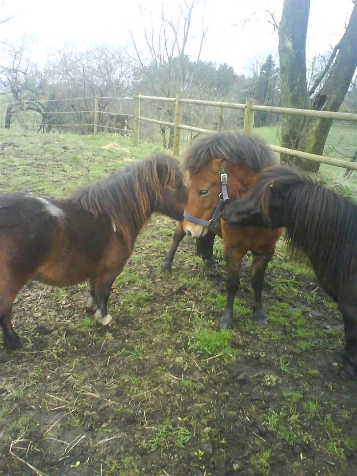 Anden særlig race Max SOLGT - Max på fold for første gang hjemme hos os, sammen med Bam & Oliver :) billede 6