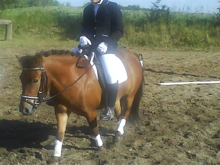 Anden særlig race Max SOLGT - Max efter han har været på banen ;) billede 7