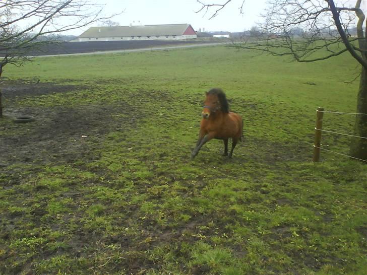 Anden særlig race Max SOLGT - Max på fold for første gang hjemme hos os :) billede 8