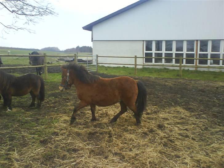 Anden særlig race Max SOLGT - Max på fold for første gang hjemme hos os, sammen med Bam & Oliver :) billede 9