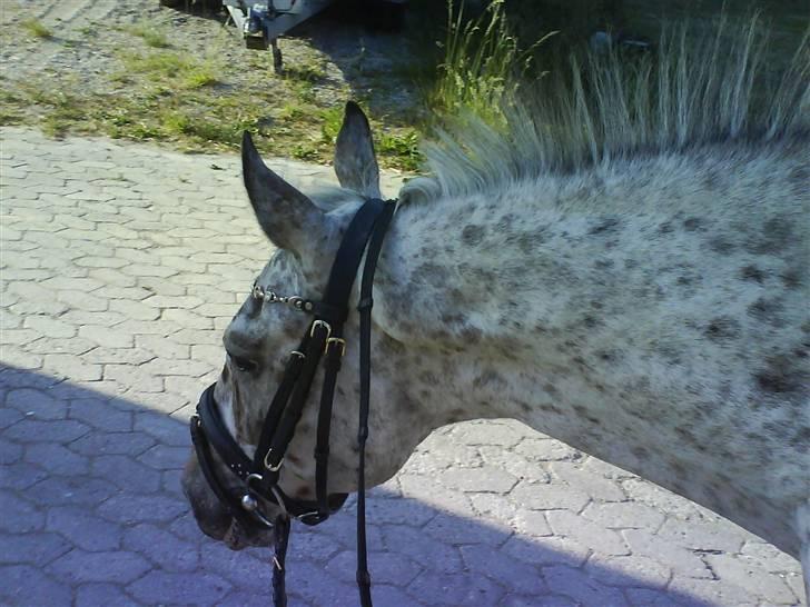 Knabstrupper Ac-Action - GL. Part. billede 8