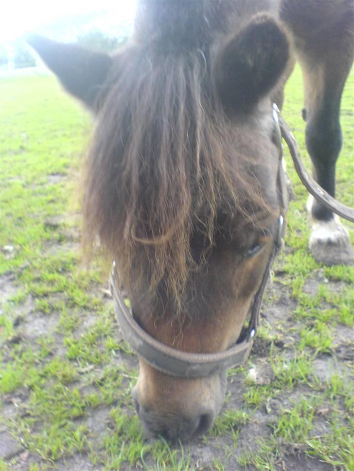 Shetlænder Spidie  - velkommen til  spidie´s profil:) billede 1