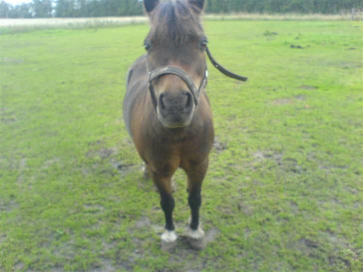 Shetlænder Spidie  billede 3