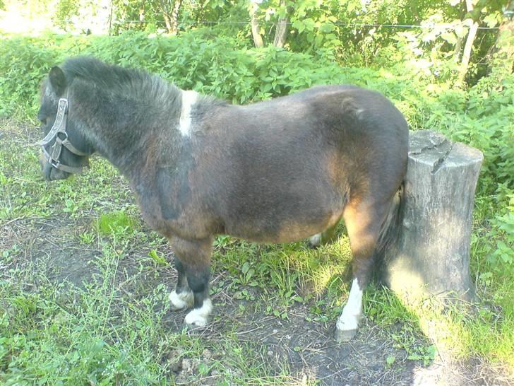 Shetlænder Spidie  - uha det klør! billede 4