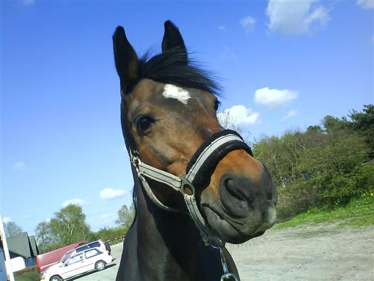 DSP Daisy Hesse<3 Solgt :/ :( - Smukke Daisy<3<3 billede 9