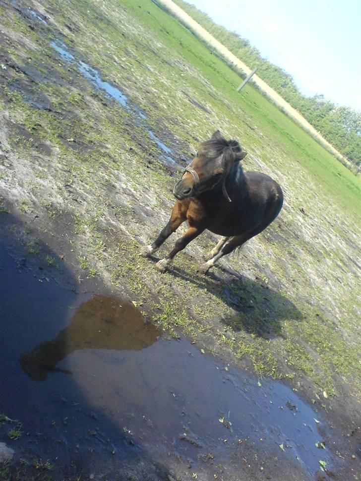 Shetlænder Spidie  billede 6