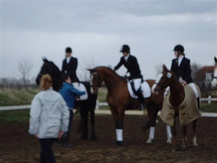 Trakehner Elexandra *SOLGT* billede 7