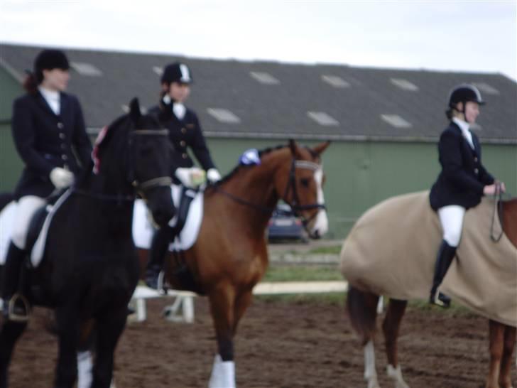 Trakehner Elexandra *SOLGT* billede 8