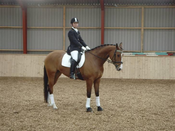 Trakehner Elexandra *SOLGT* billede 9