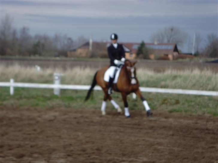 Trakehner Elexandra *SOLGT* billede 10