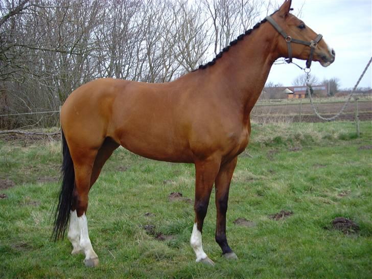 Trakehner Elexandra *SOLGT* billede 11