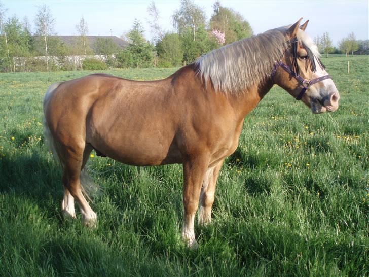 Haflinger Moses - NYT: på sommergræs billede 17